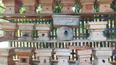 Destinasi Wisata Kampung Madu Banjaranyar Ciamis Punya 10 Spesies Lebah
