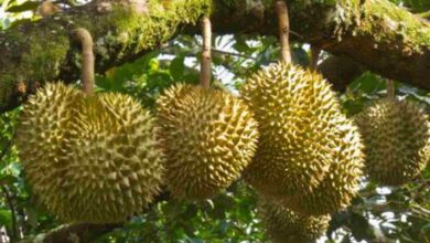 Agrowisata Kebun Durian ABN, Surga Durian di Desa Raksabaya Cimaragas Ciamis